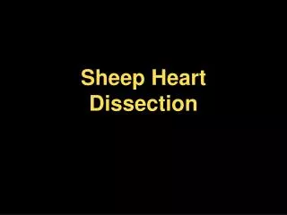 Sheep Heart Dissection