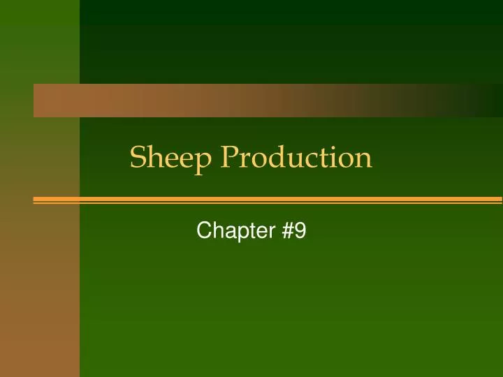 sheep production