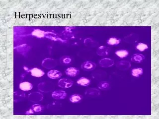 herpesvirusuri