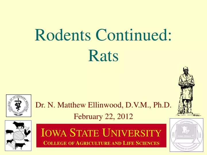 rodents continued rats