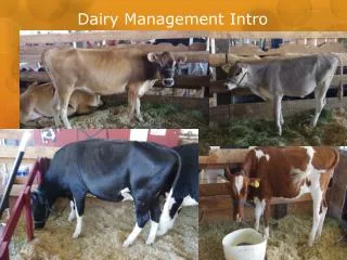 Dairy Management Intro