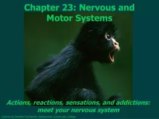 Chapter 23: Nervous and Motor Systems