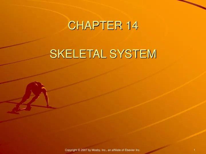 chapter 14 skeletal system