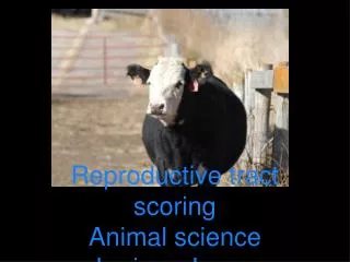 Reproductive tract scoring Animal science Larissa Jones