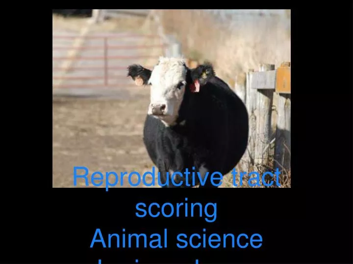 reproductive tract scoring animal science larissa jones