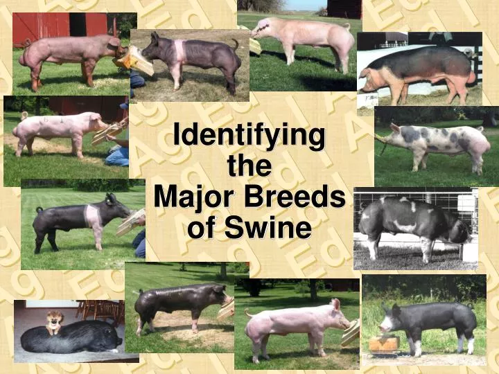 identifying the major breeds of swine