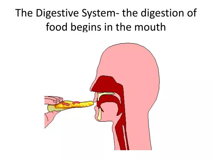 the digestive system the digestion of food begins in the mouth