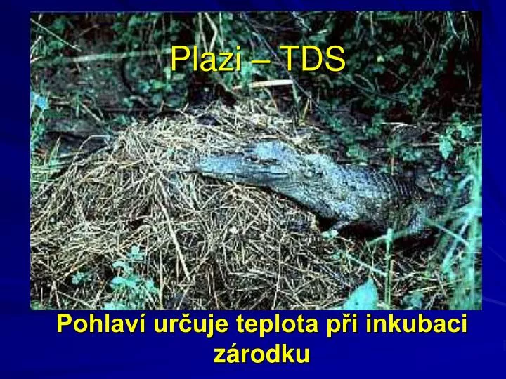 plazi tds