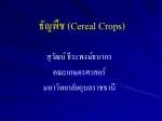 ธัญพืช ( Cereal Crops ) - slide 1