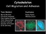 Cytoskeleton - slide 1