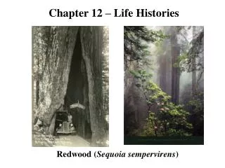 Redwood ( Sequoia sempervirens )