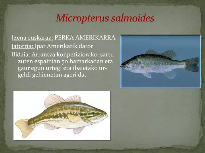 micropterus salmoides