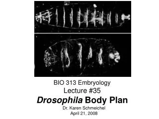 BIO 313 Embryology Lecture #35 Drosophila Body Plan