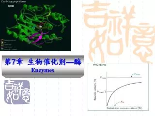 7 enzymes