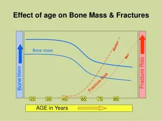 Effect of age on Bone Mass &amp; Fractures