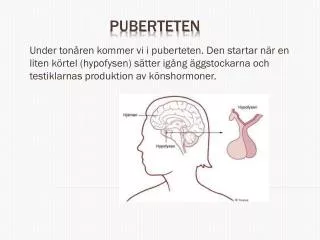 puberteten