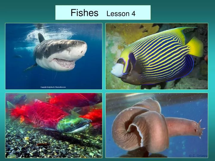 fishes lesson 4