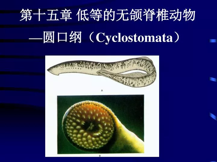 cyclostomata