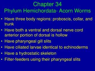 Chapter 34 Phylum Hemichordata- Acorn Worms