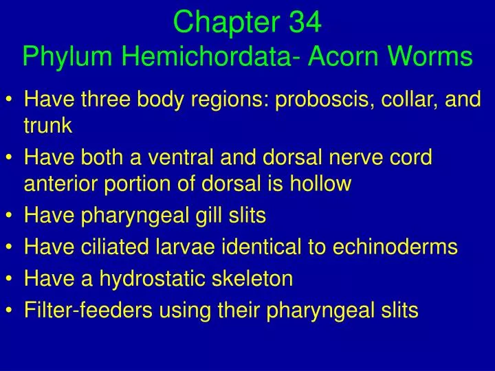 chapter 34 phylum hemichordata acorn worms