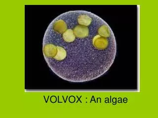VOLVOX : An algae