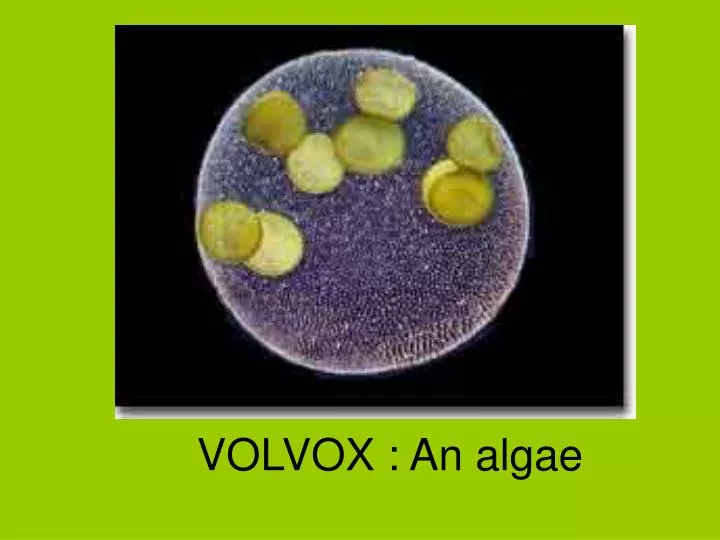 volvox an algae