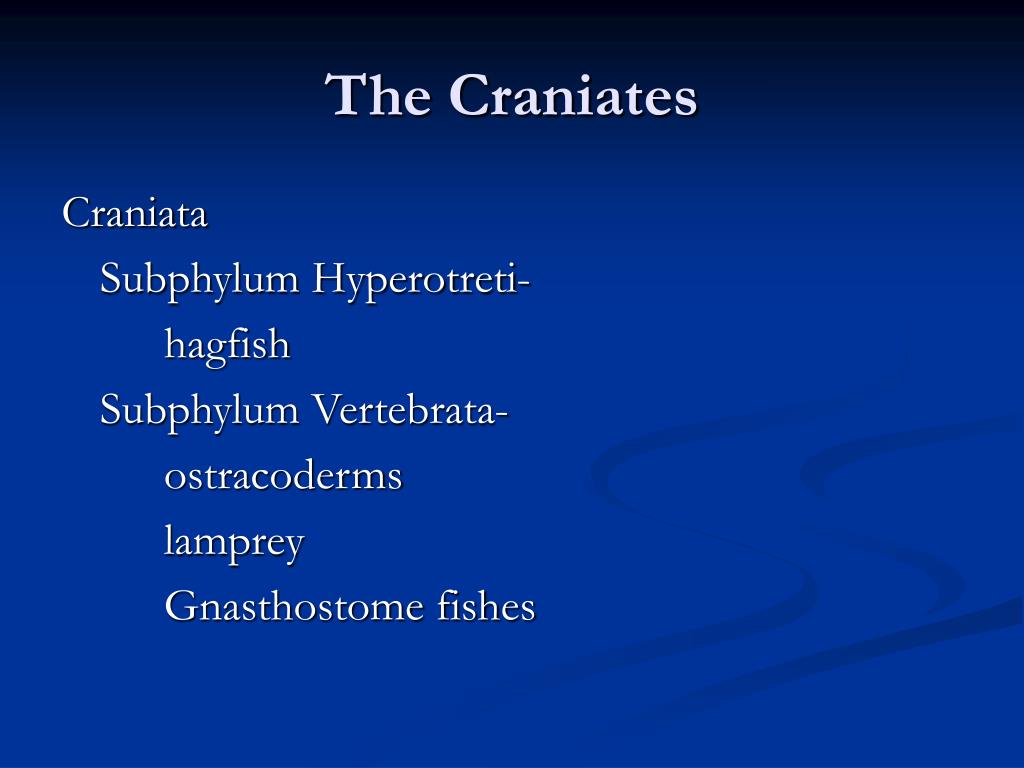 PPT - The Craniates PowerPoint Presentation, free download - ID:6199666