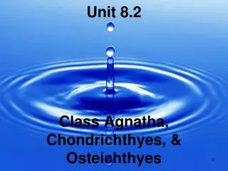 Unit 8.2 Class Agnatha, Chondrichthyes, &amp; Osteichthyes