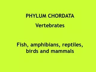 PHYLUM CHORDATA Vertebrates Fish, amphibians, reptiles, birds and mammals
