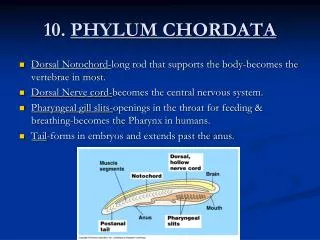 10. PHYLUM CHORDATA