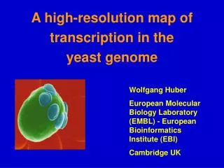 A high-resolution map of transcription in the yeast genome
