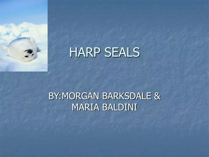 harp seals