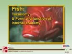 Fish: Taxonomy &amp; Form and function of internal anatomy - slide 1