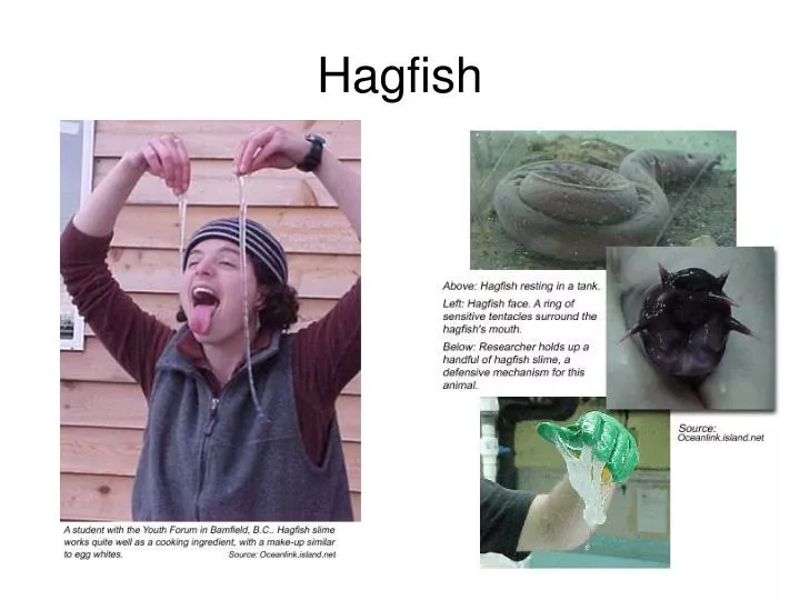 hagfish