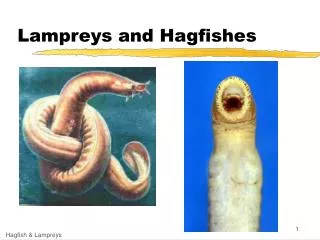 Lampreys and Hagfishes