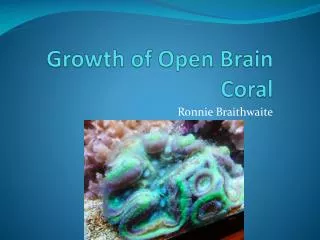 Growth of Open Brain Coral