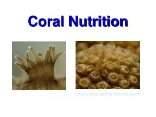Coral Nutrition