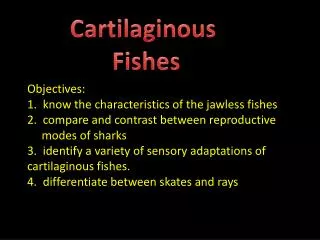 Cartilaginous Fishes