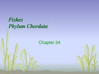 Fishes Phylum Chordata