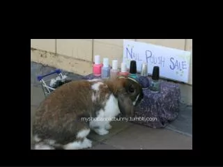 My rabbit bought crimson red nails Monday