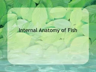 Internal Anatomy of Fish