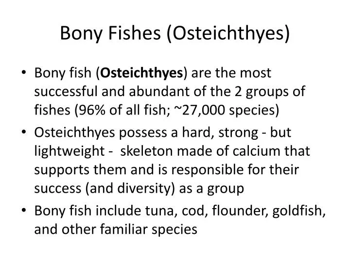 bony fishes osteichthyes