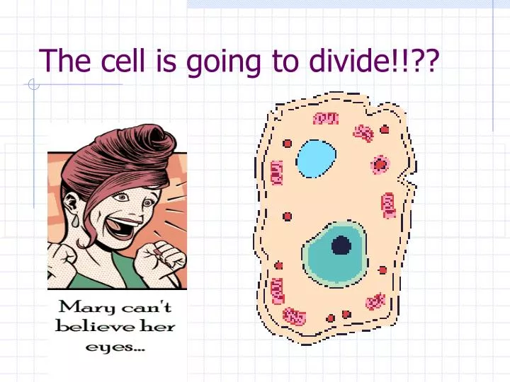 the cell is going to divide