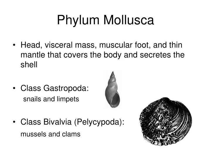 phylum mollusca mussels