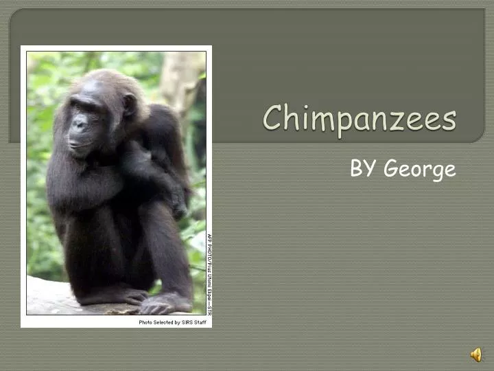 chimpanzees