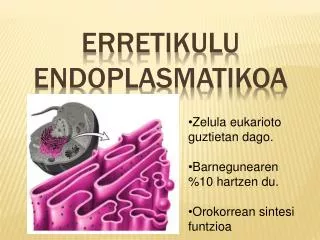 erretikulu endoplasmatikoa