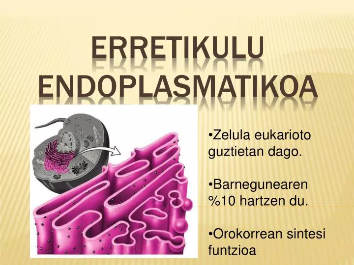 erretikulu endoplasmatikoa