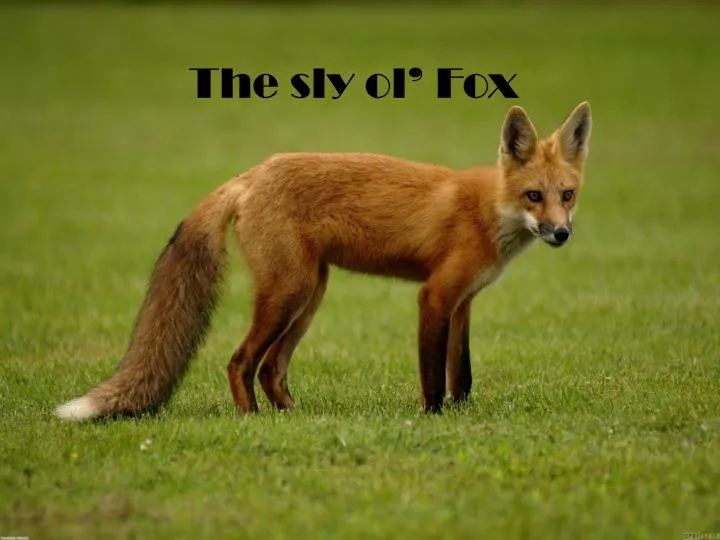 the sly ol fox