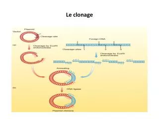 le clonage
