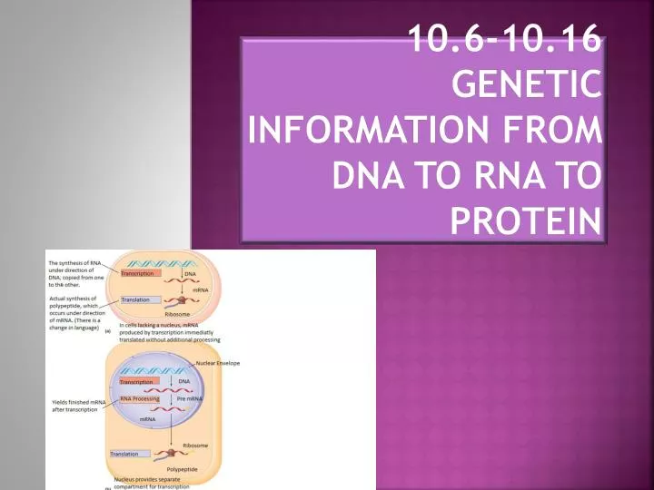 10 6 10 16 genetic information from dna to rna to protein